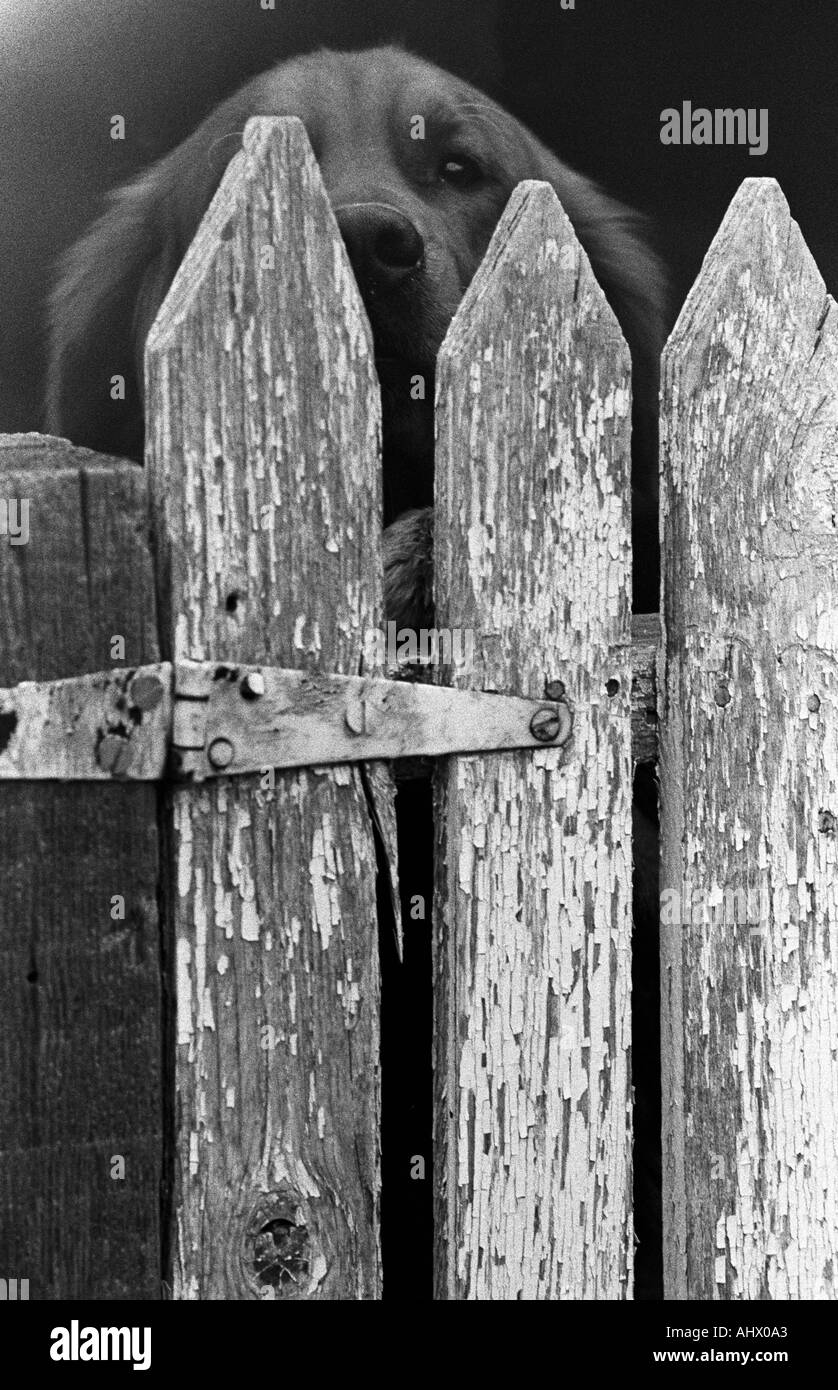 Chien curieux à la plus vieille clôture Banque D'Images