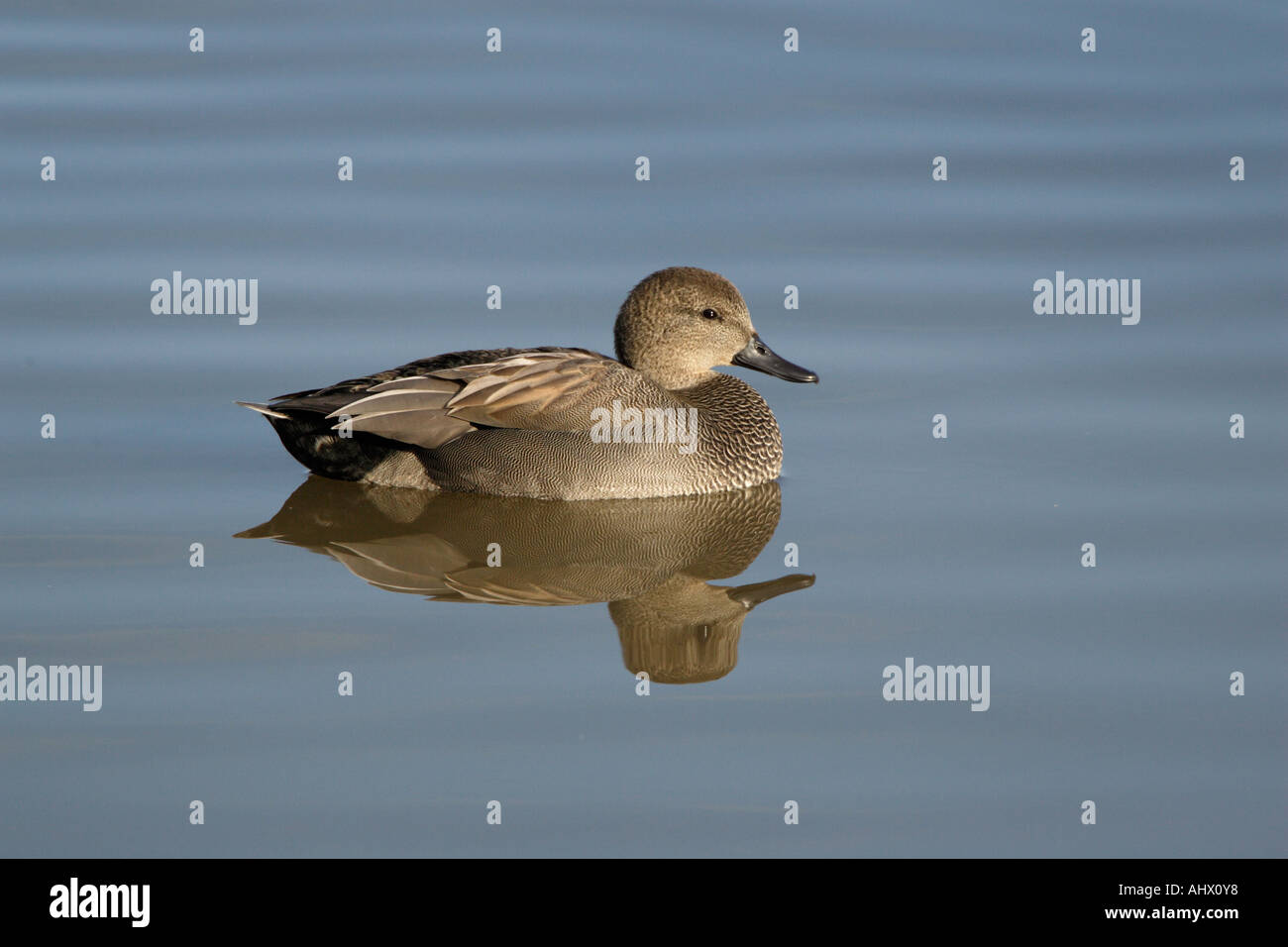 Le Canard chipeau mâle natation à Slimbridge Banque D'Images