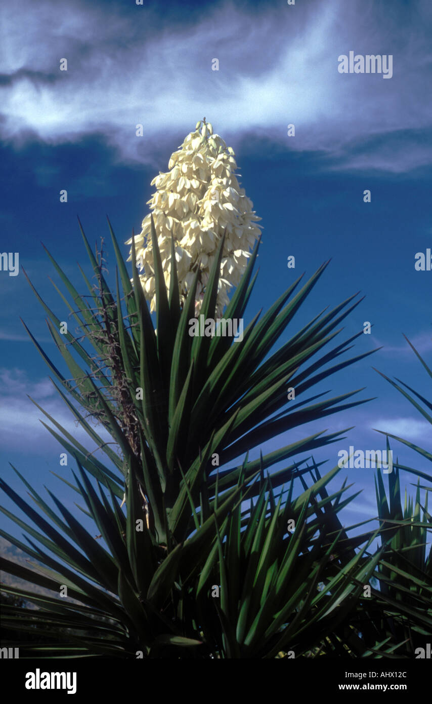 Yucca Gloriosa Spanish Dagger Banque D'Images