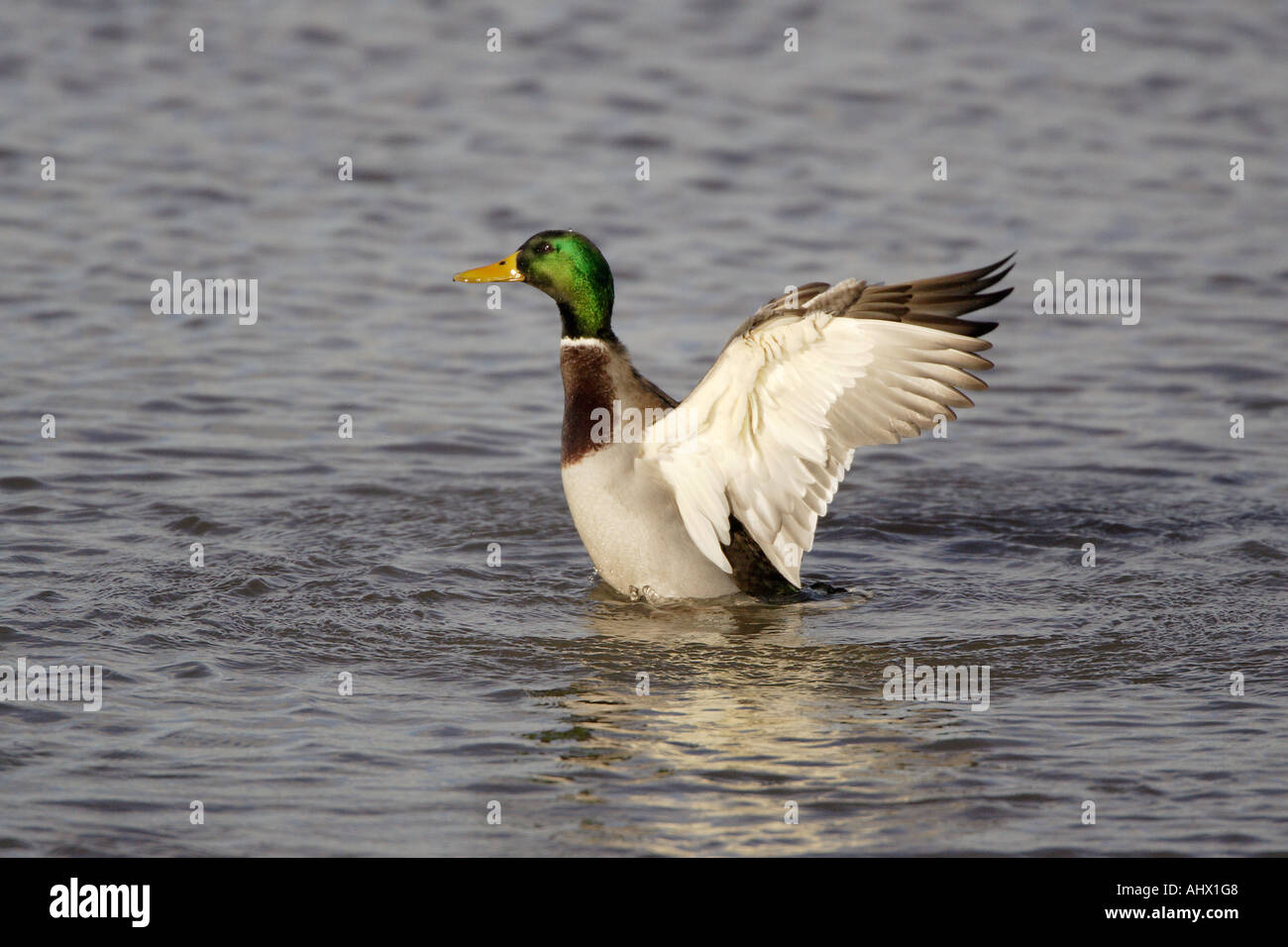 Les ailes battantes Mallard Drake à Slimbridge WWT Banque D'Images