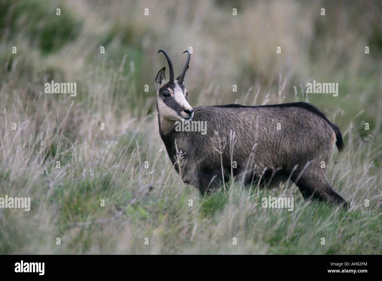 Chamois Rupicapra rupicapra France Banque D'Images