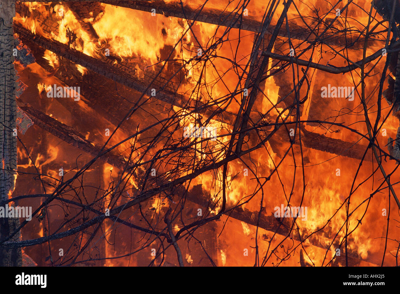 Branches silhouetté contre feu faisant rage Banque D'Images