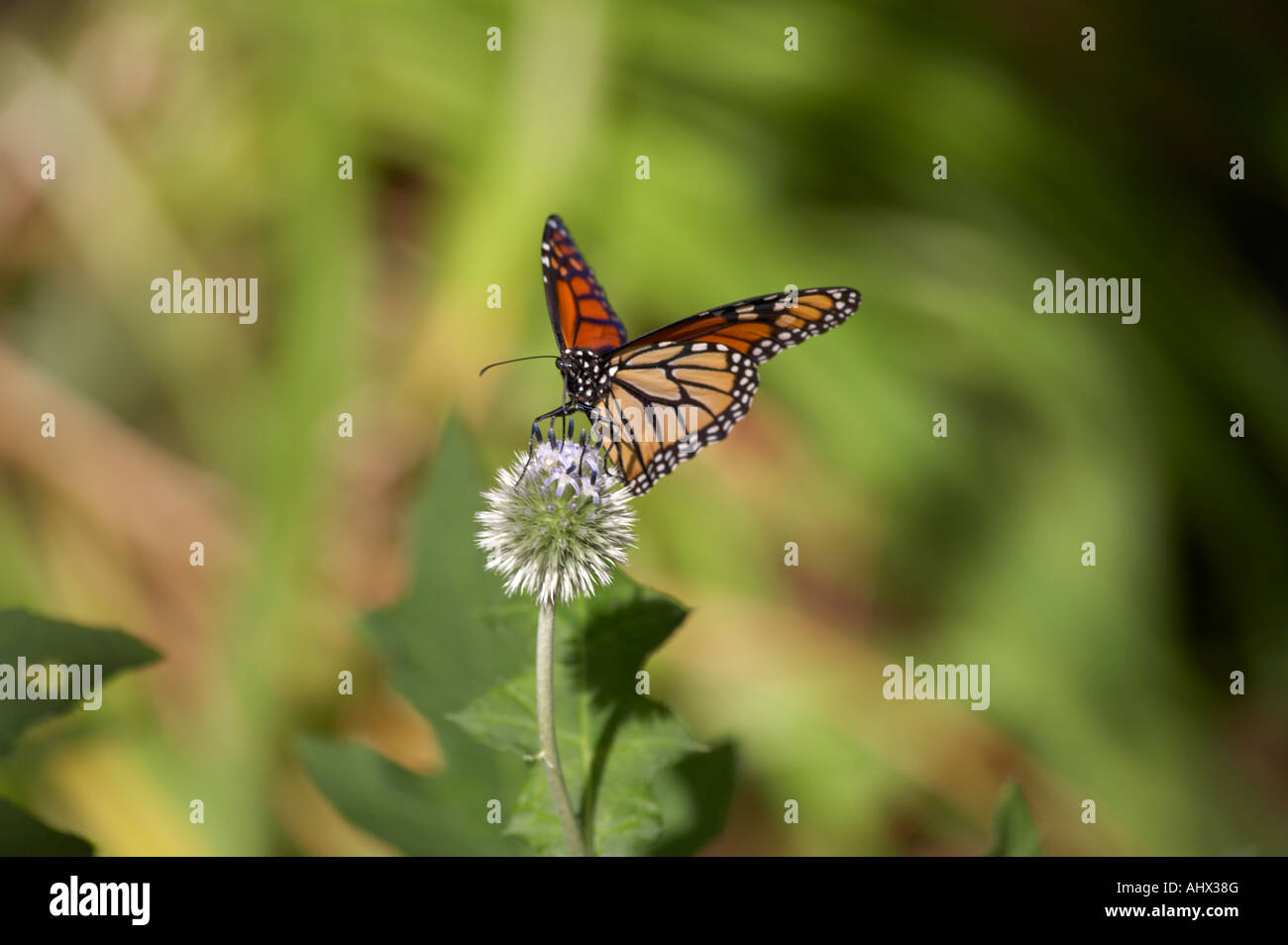 Papillon Monarque Danaus plexippus Banque D'Images