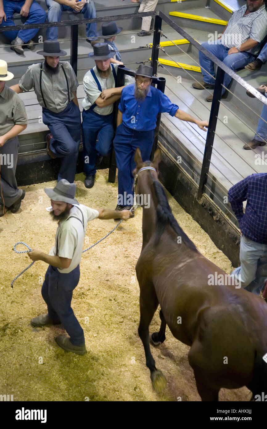 Les agriculteurs Amish regardez comme un cheval est mis aux enchères à la vente aux enchères à l'hebdomadaire la place boursière Banque D'Images