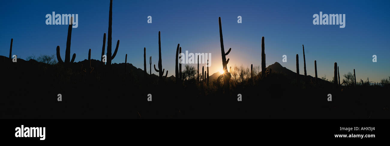 Cactus dans desert au lever du soleil Banque D'Images