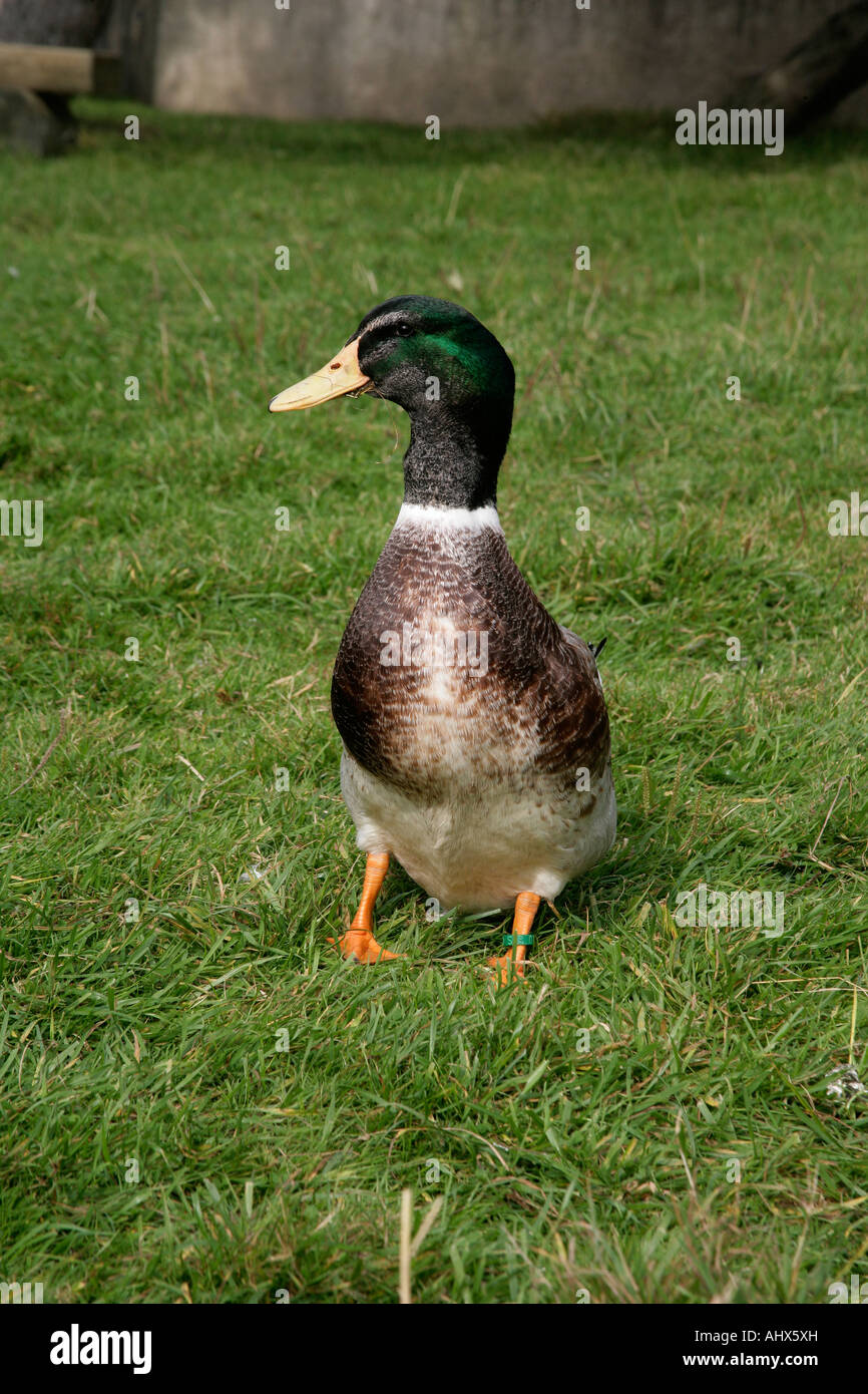 Canard de rouen Banque de photographies et d’images à haute résolution