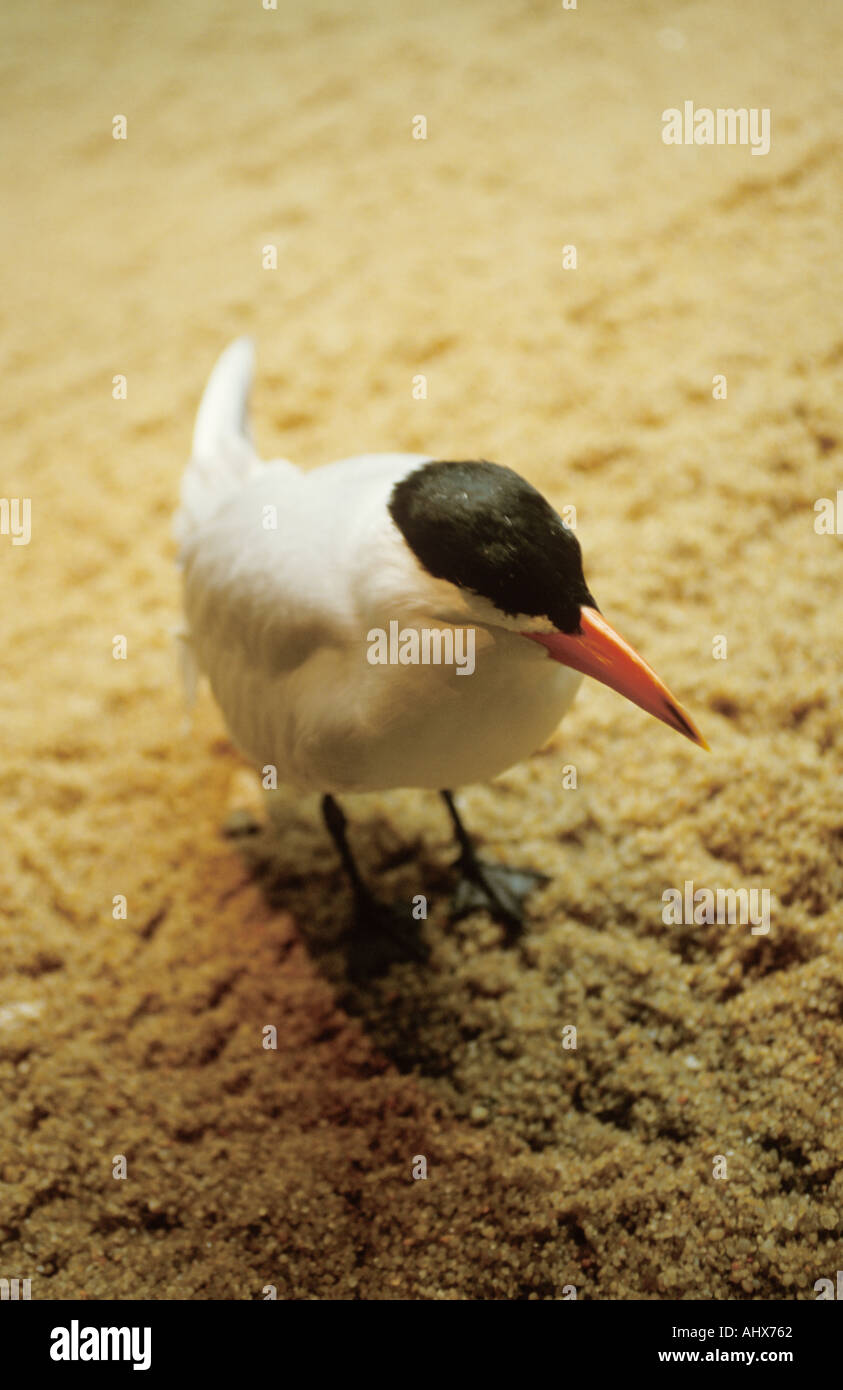 Corpus Christi Texas USA Texas State Aquarium Oiseaux secourus Banque D'Images