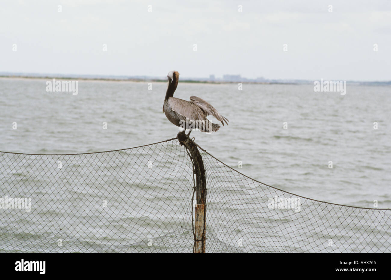 Corpus Christi Texas USA Texas State Aquarium Piscine Marsh Heron Banque D'Images