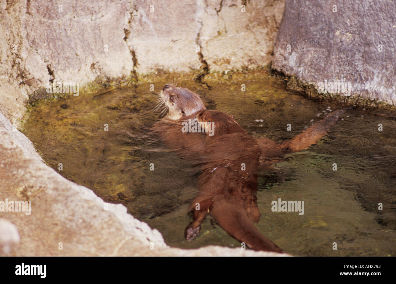 Corpus Christi Texas USA Texas State Aquarium Les loutres de rivière d'Amérique du Nord Banque D'Images