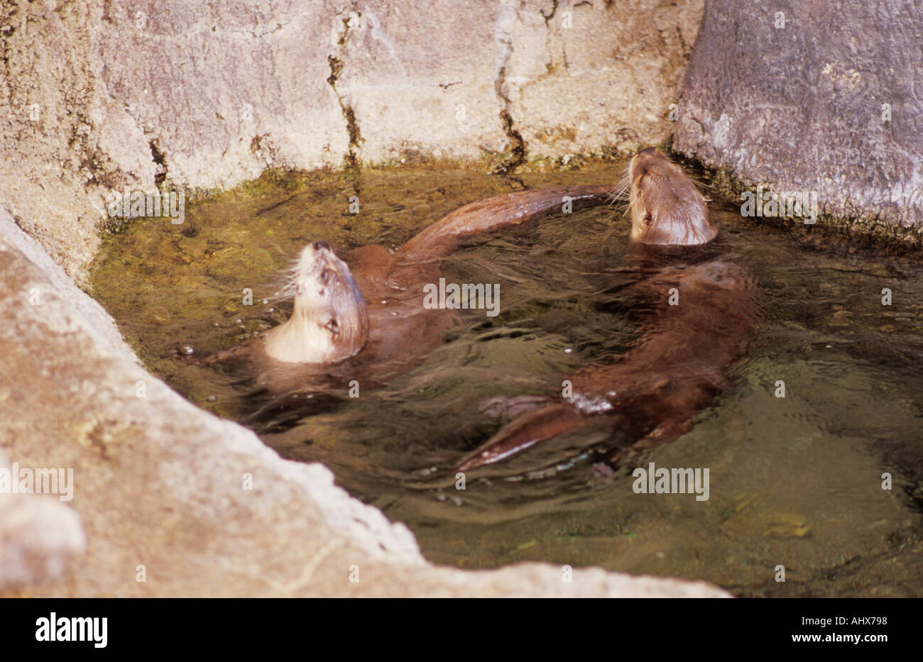 Corpus Christi Texas USA Texas State Aquarium Les loutres de rivière d'Amérique du Nord Banque D'Images