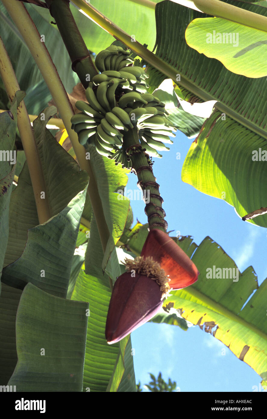 Fleur de bananier dans un pays tropical, la Malaisie Banque D'Images