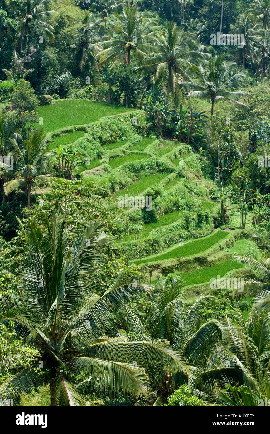 Terrasses de riz de la gorge de la rivière Ayung Ubud Bali Indonésie Banque D'Images