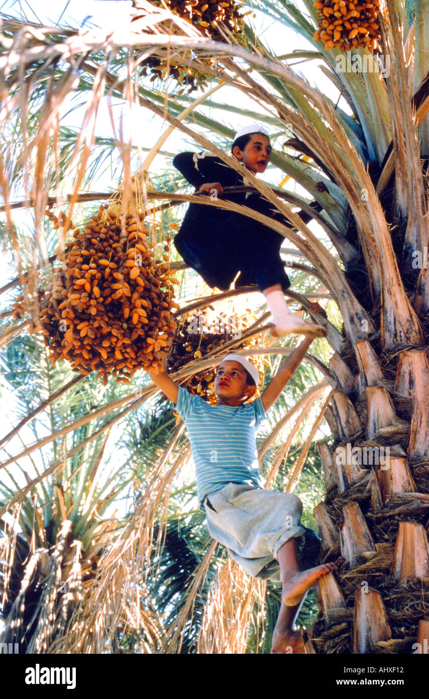 Le Mzab Algérie Enfants grimper aux arbres Dates de collecte Banque D'Images