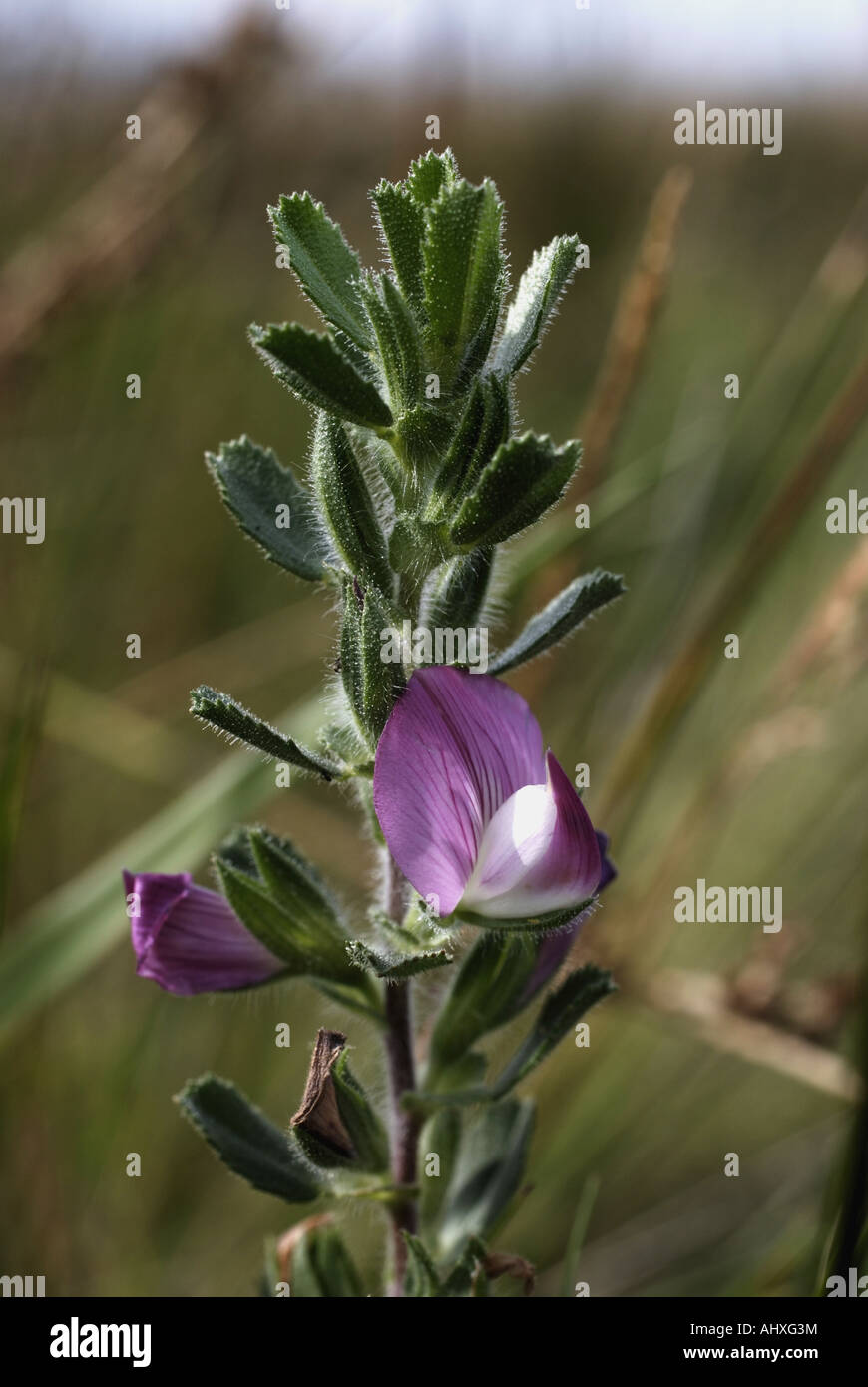 Common Restharrow Banque D'Images