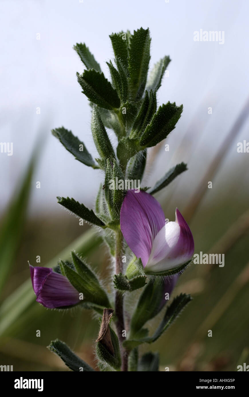 Common Restharrow Banque D'Images