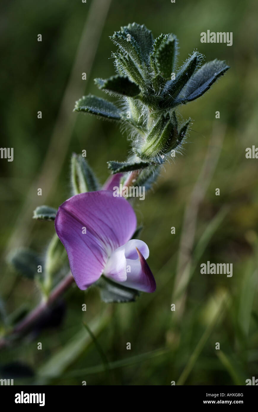 Common Restharrow Banque D'Images