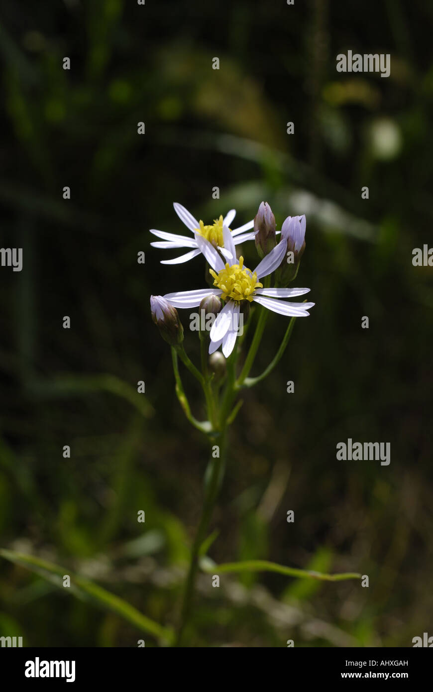 Aster de la mer Banque D'Images