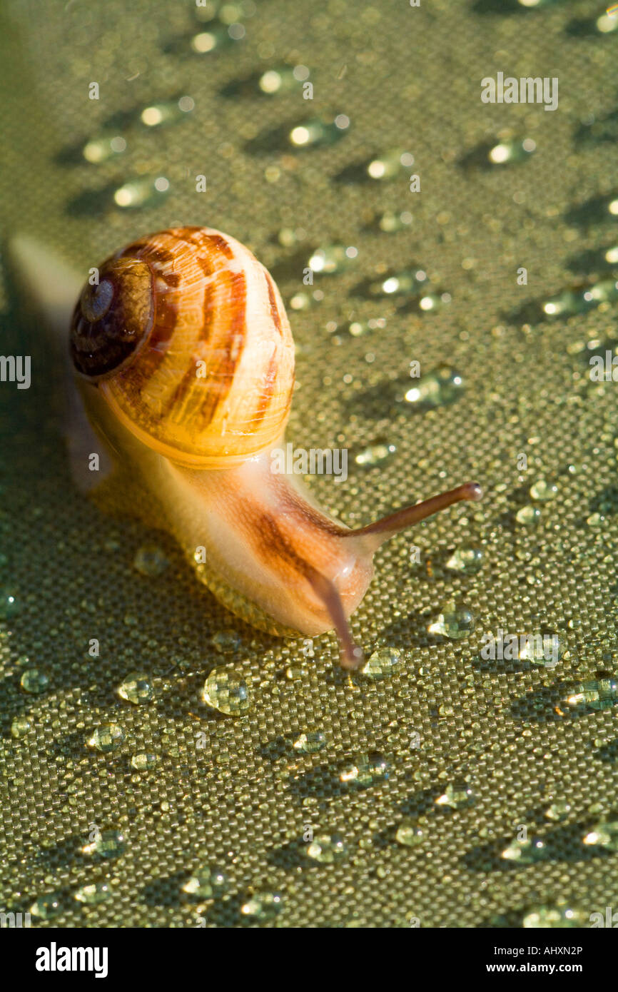 Escargot et gouttes de rosée sur fond vert Banque D'Images