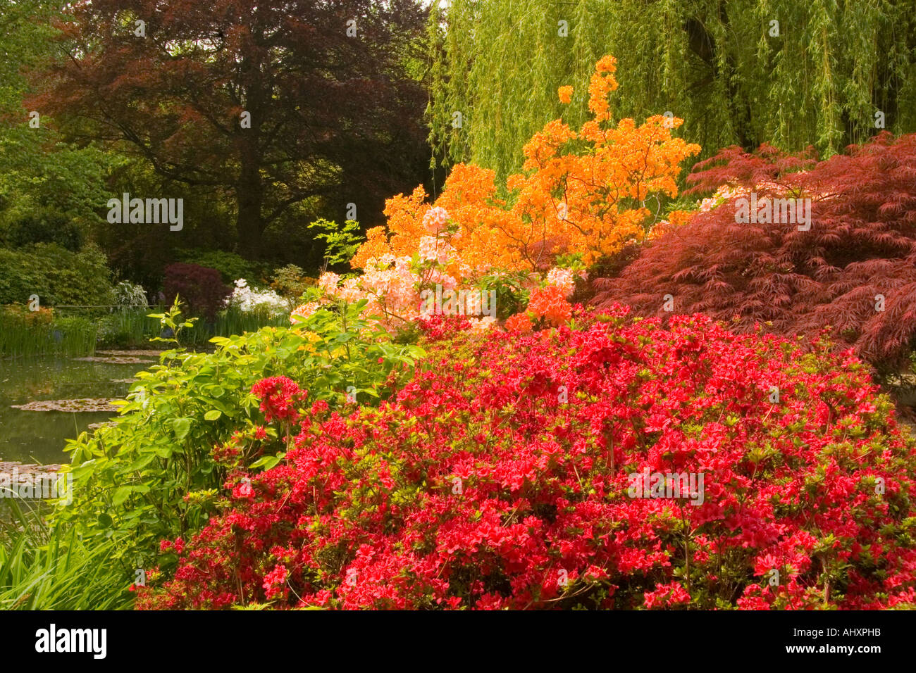 Buissons de diverses fleurs dans le jardin de Monet à Giverny france Banque D'Images