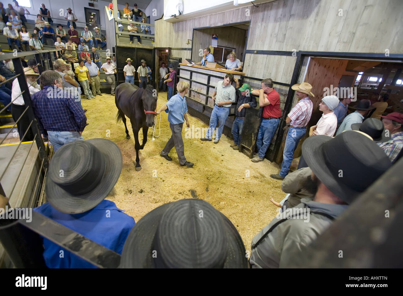 Vente aux enchères de chevaux à agriculteurs Amish Banque D'Images