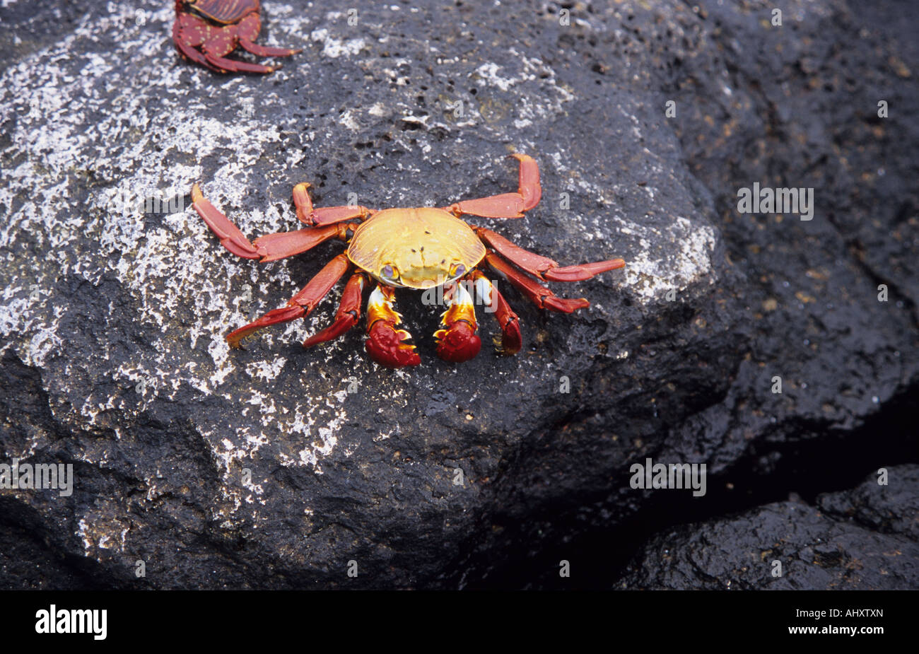 Les animaux marins. Sally Lightfoot Crab. Les animaux marins des Galapagos. Grapus grapus. Banque D'Images