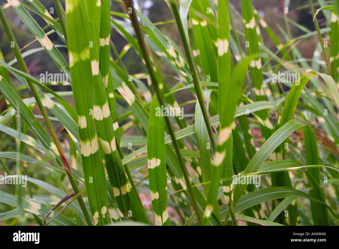 Le feuillage de l'herbe zébrée (Miscanthus sinensis 'Zebrinus') en automne à Sussex, Angleterre, Royaume-Uni Banque D'Images