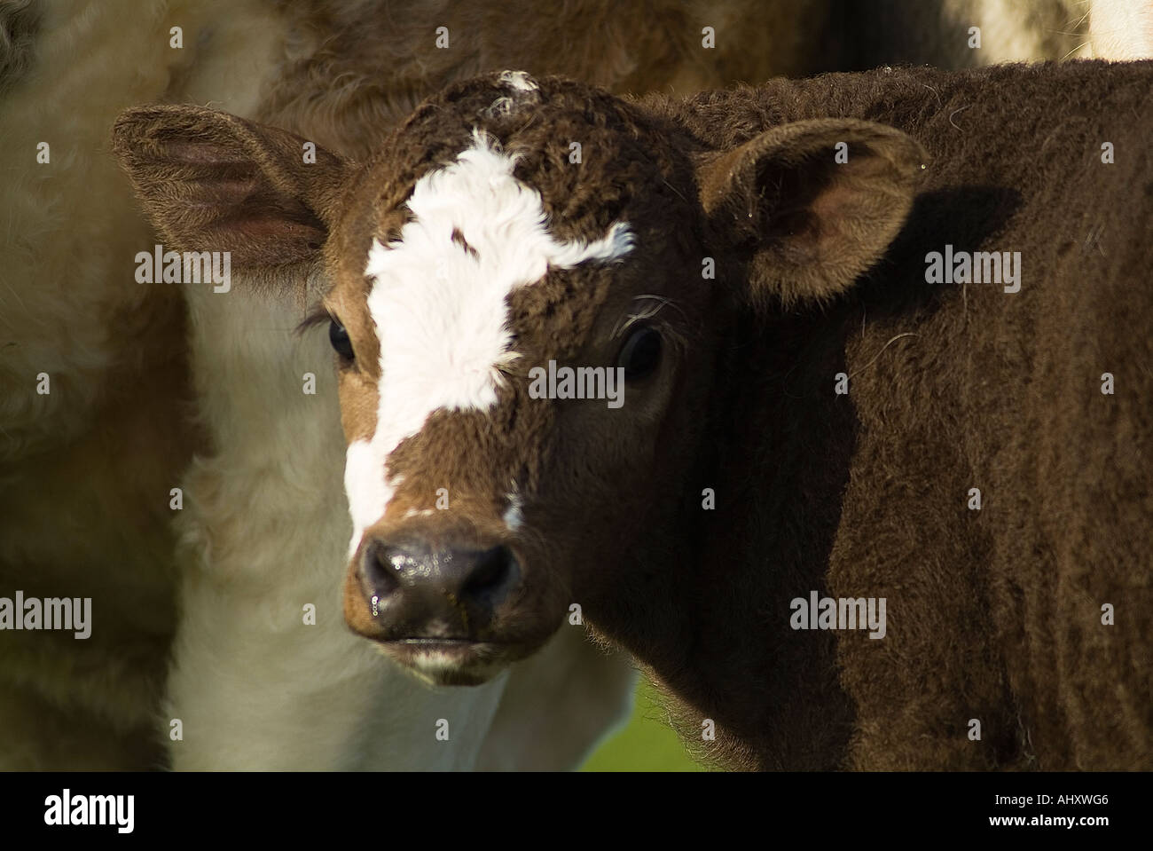 Animaux vache veau dh brown patched blanc vache veau rocé face close up Banque D'Images