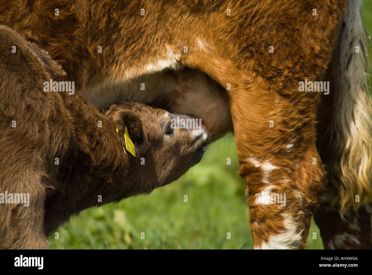dh Calf et vaches UK Jeune veau brun succion race croisée mère vache dder allaitant lait allaitant animal nourrissant nouveau-né Banque D'Images