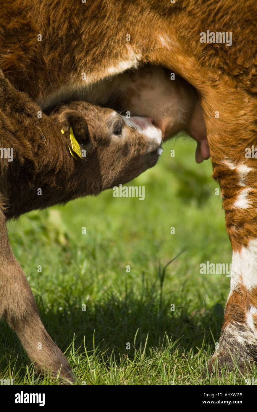 dh Calf et vaches UK Brown veau allaitant crossbreed mère vache udder lait allaitant vaches allaitantes jeunes animaux allaitant nouveau-né Banque D'Images