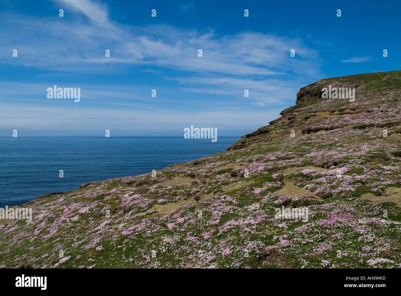 Dh Marwick Head BIRSAY ORKNEY tapis de fleurs roses sur la mer du Nord Océan Atlantique haut seacliff Banque D'Images
