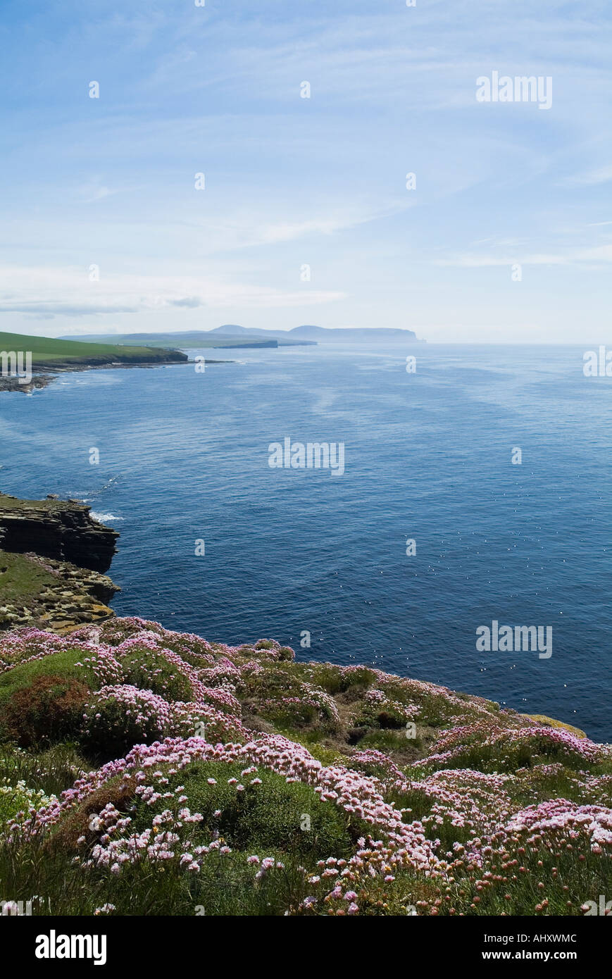 Dh Marwick Head BIRSAY ORKNEY Gerpinnes top fleurs roses mer côte de l'océan Atlantique Nord Banque D'Images