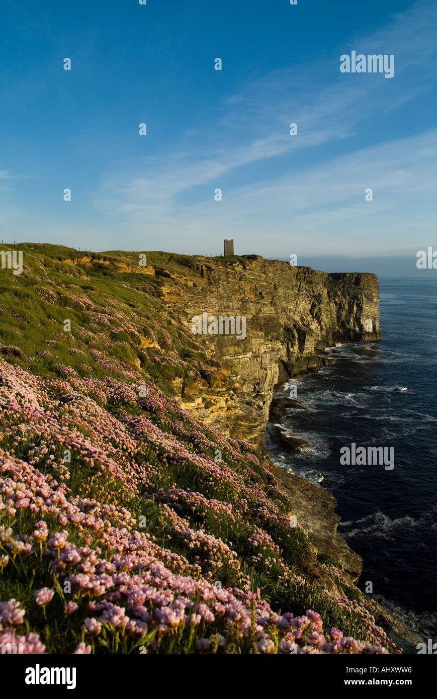Dh Marwick Head BIRSAY ORKNEY Kitchener Memorial sur la réserve naturelle d'oiseaux RSPB Thrift fleurs sur gerpinnes Banque D'Images