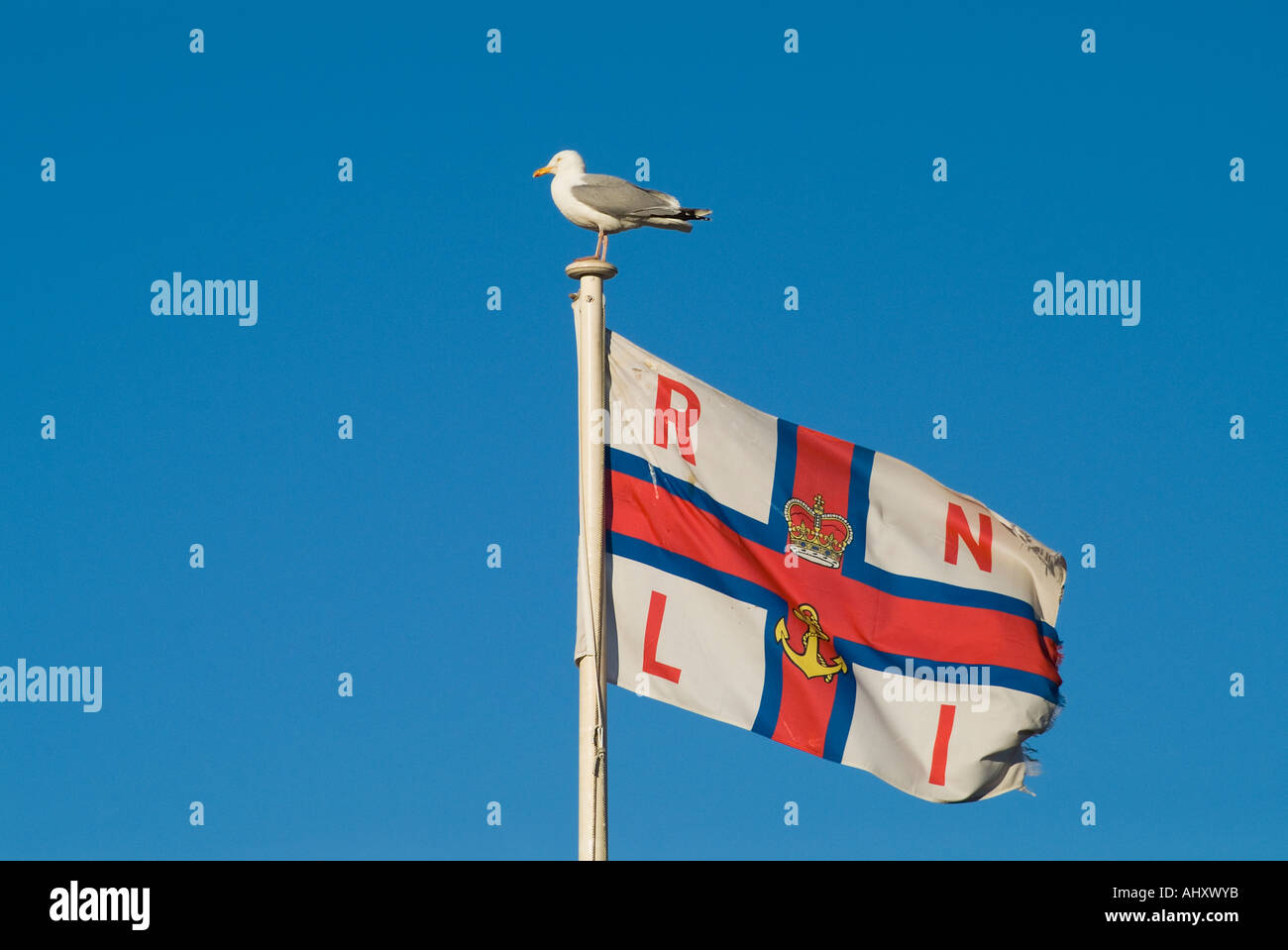 Drapeau Drapeau de la RNLI DH UK Seagull assis sur Royal National Lifeboat Institution flag fly Banque D'Images