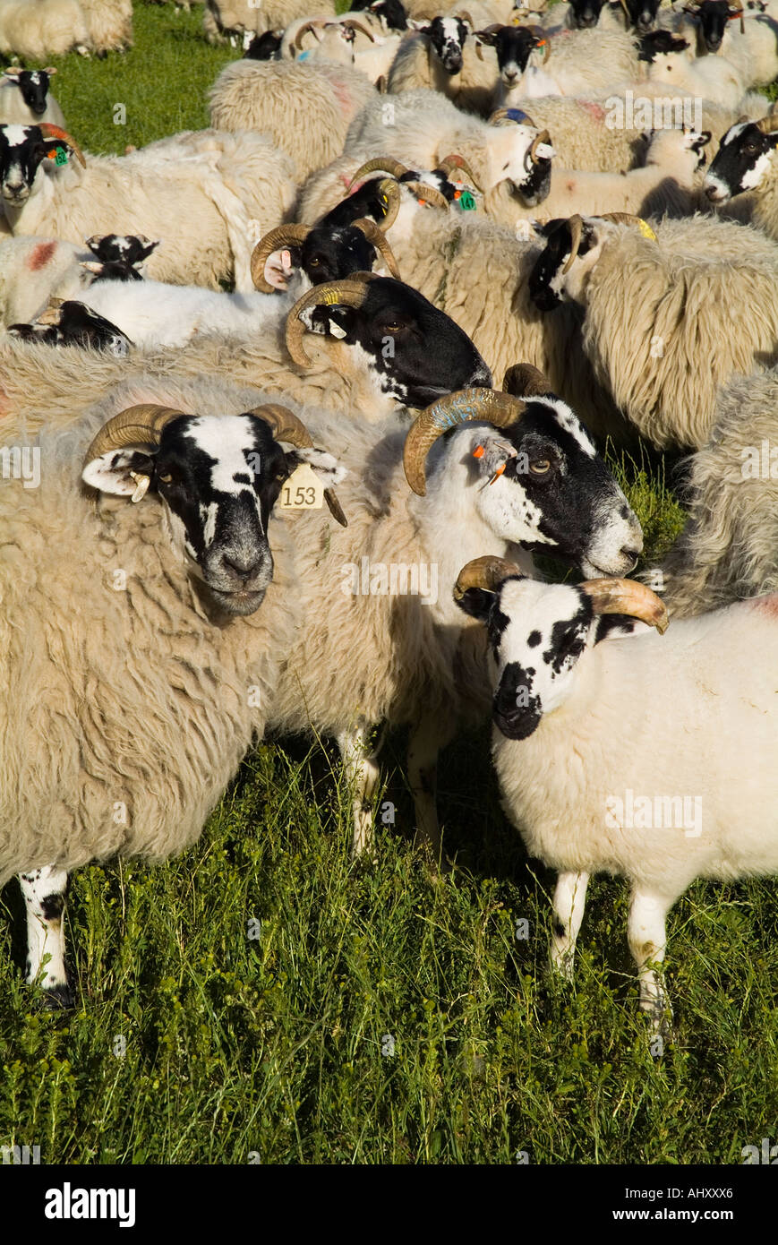 dh BREBIS Royaume-Uni Flock of Scottish Blackface brebis and agneaux with Lamb royaume-uni ecosse surpeuplé de brebis nationales noires face Banque D'Images