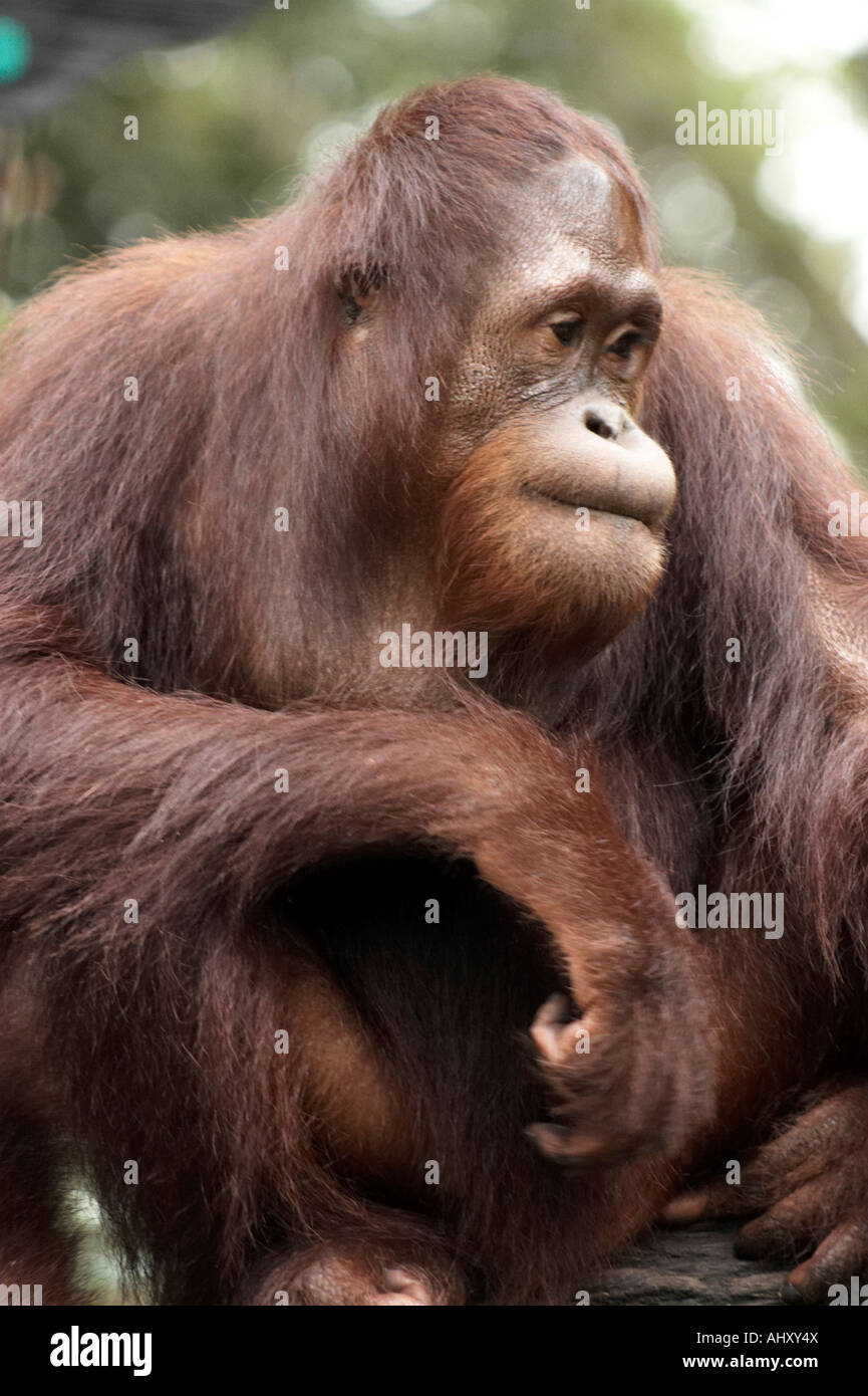Zoo de Singapour à l'orang-outan Banque D'Images