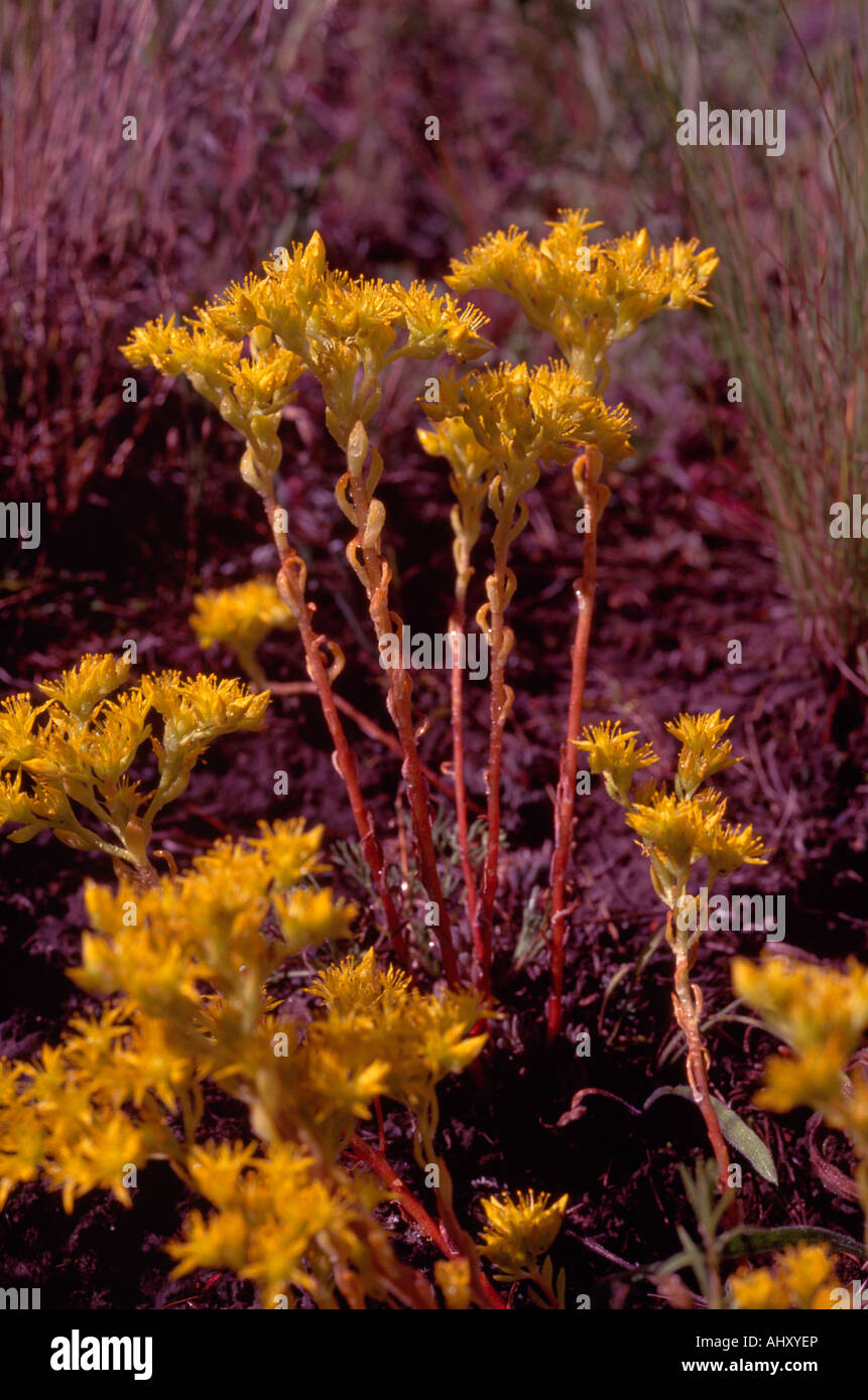 Broad-Leaved orpin (Sedum spathulifolium) en fleurs fleurs sauvages en Colombie-Britannique Canada Banque D'Images