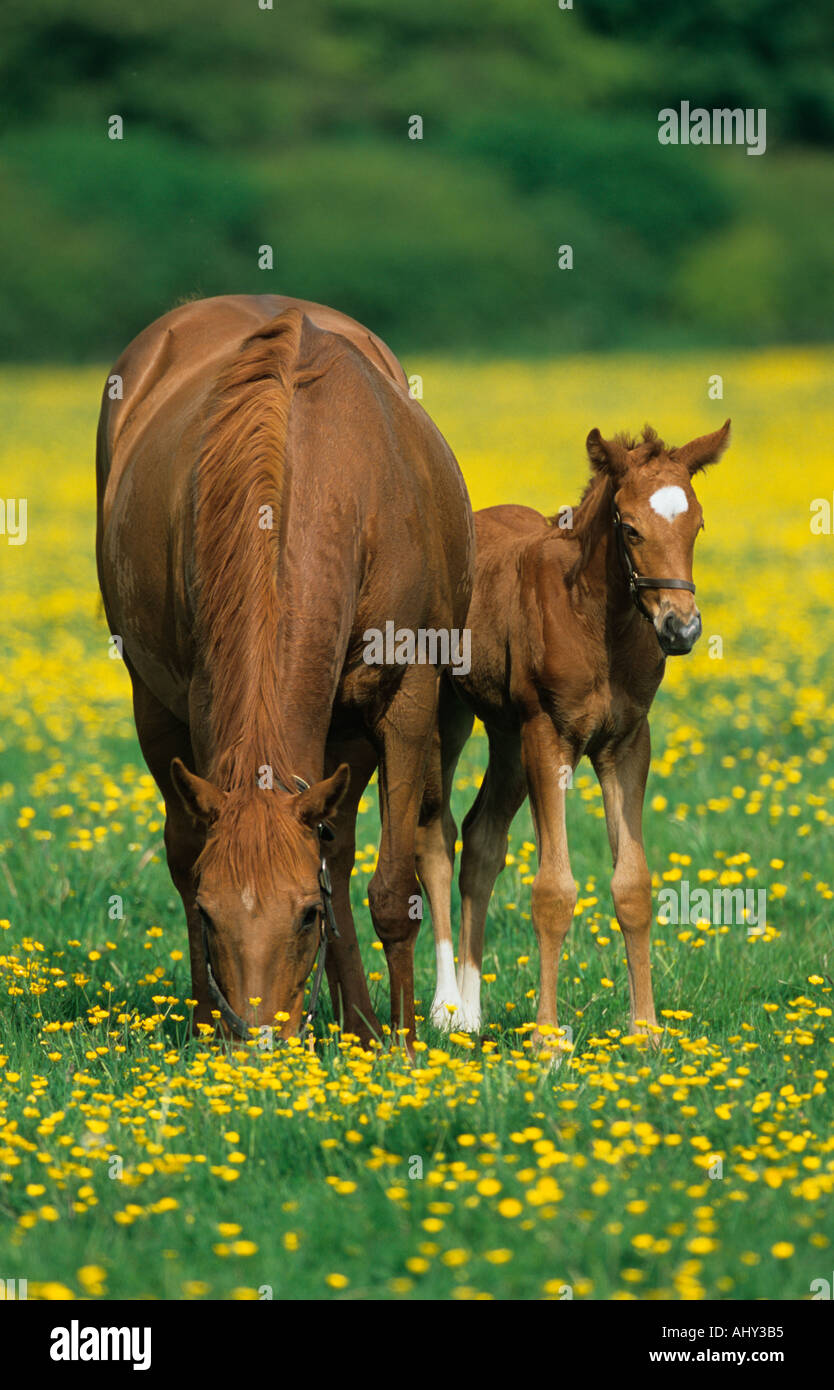 Mare Poulain dans la prairie Buttercup Chilterns Bucks UK Banque D'Images