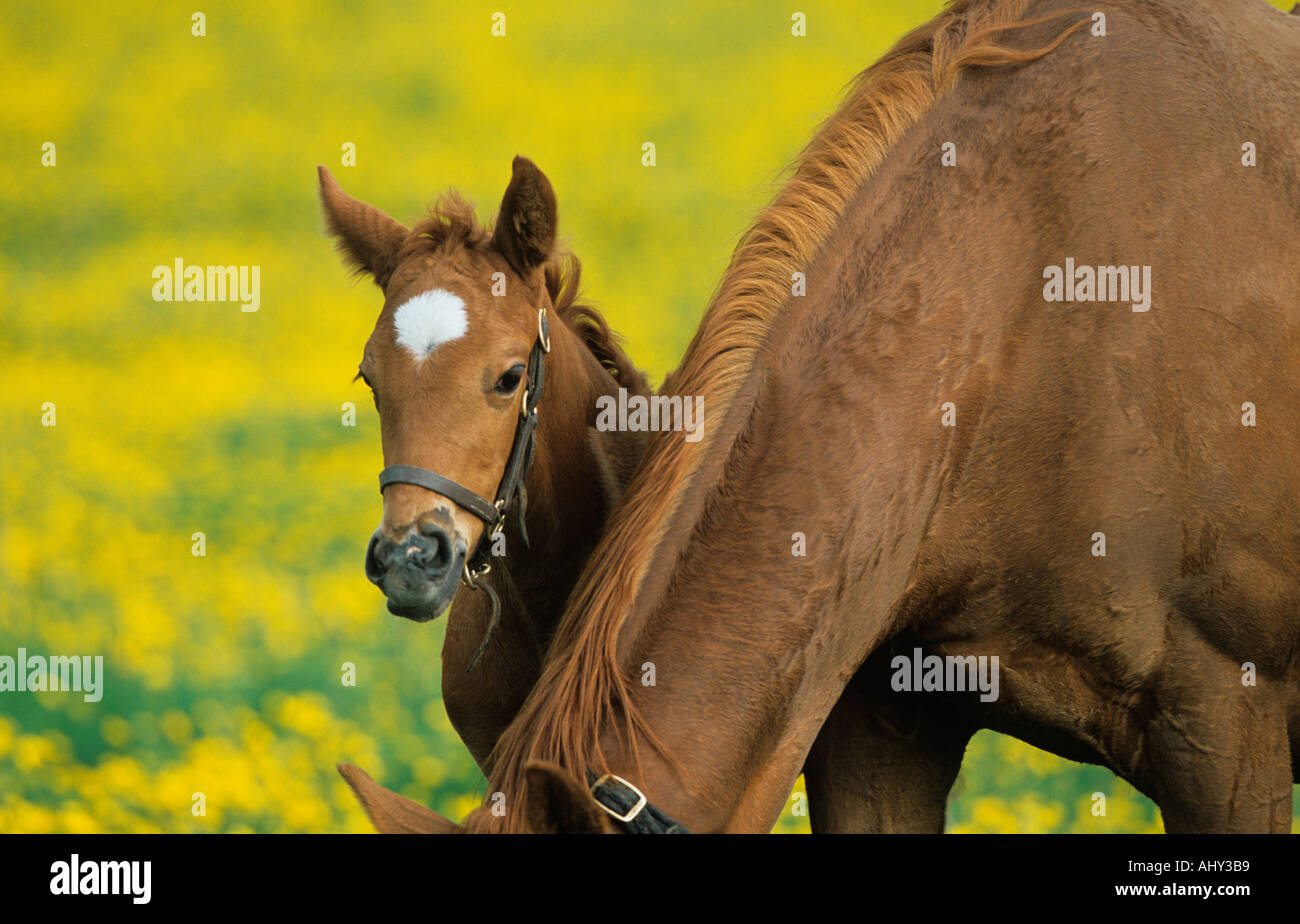 Mare Poulain dans la prairie Buttercup Chilterns Bucks UK Banque D'Images