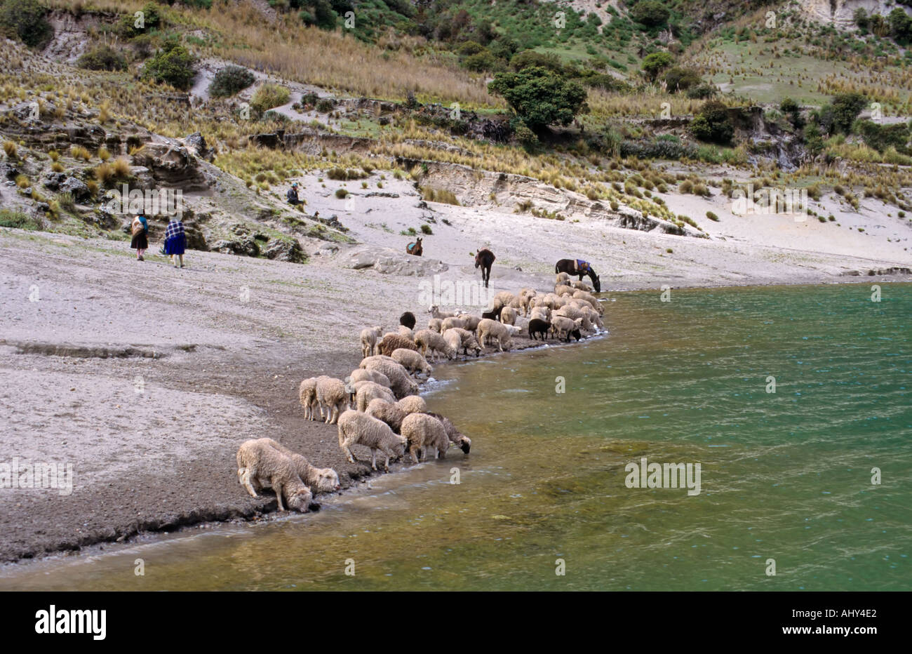 Shepards tendant les moutons, cratère Quilotoa, Equateur Banque D'Images