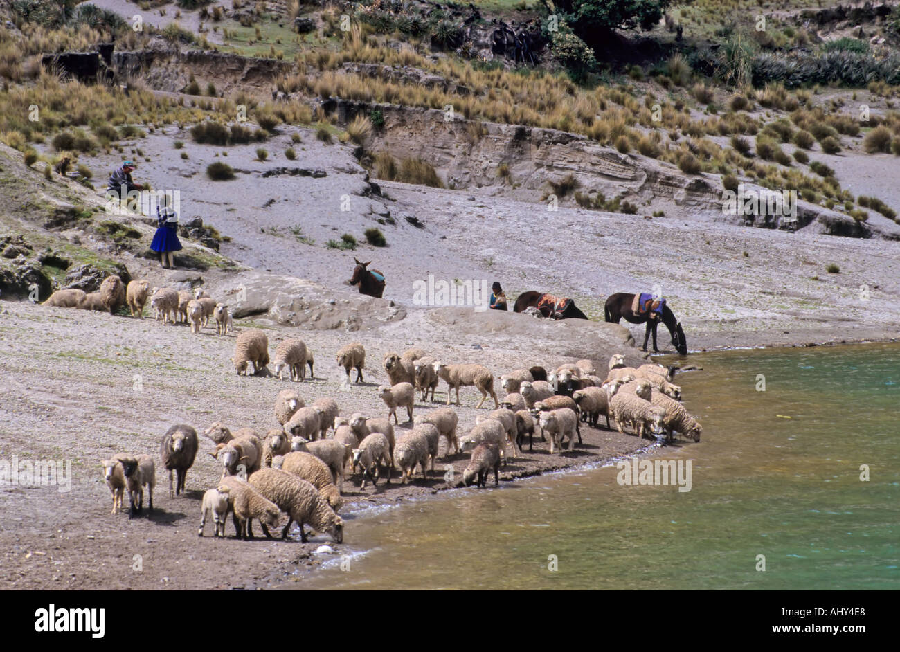 Shepards tendant les moutons, cratère Quilotoa, Equateur Banque D'Images