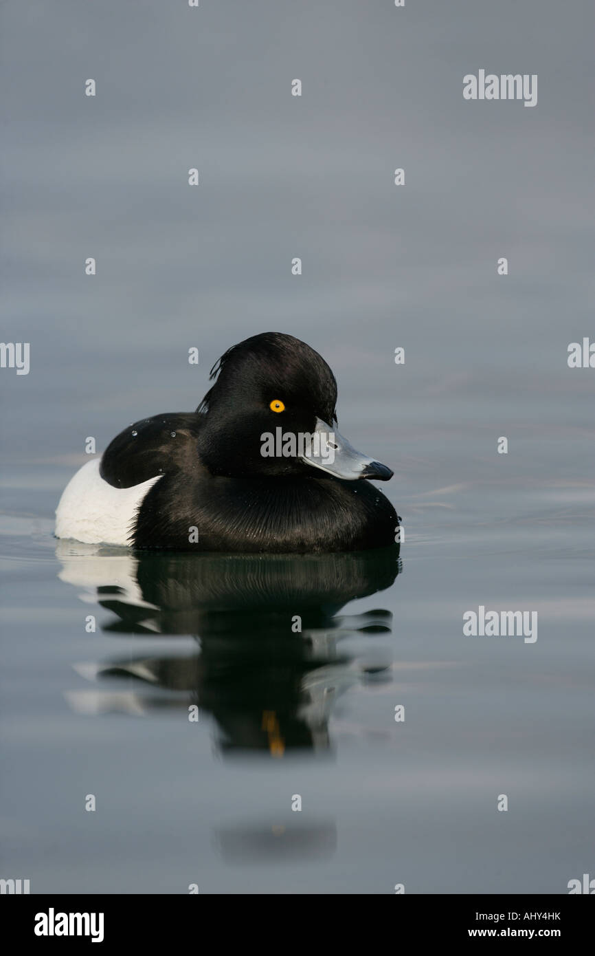 Fuligule morillon Aythya fuligula homme sur l'eau Suisse Hiver Banque D'Images