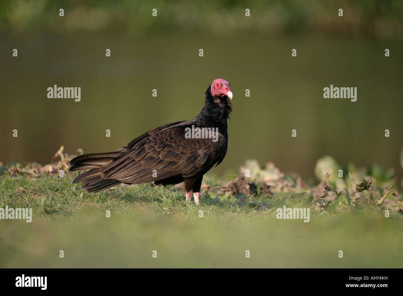 Urubu Cathartes aura Brésil Banque D'Images