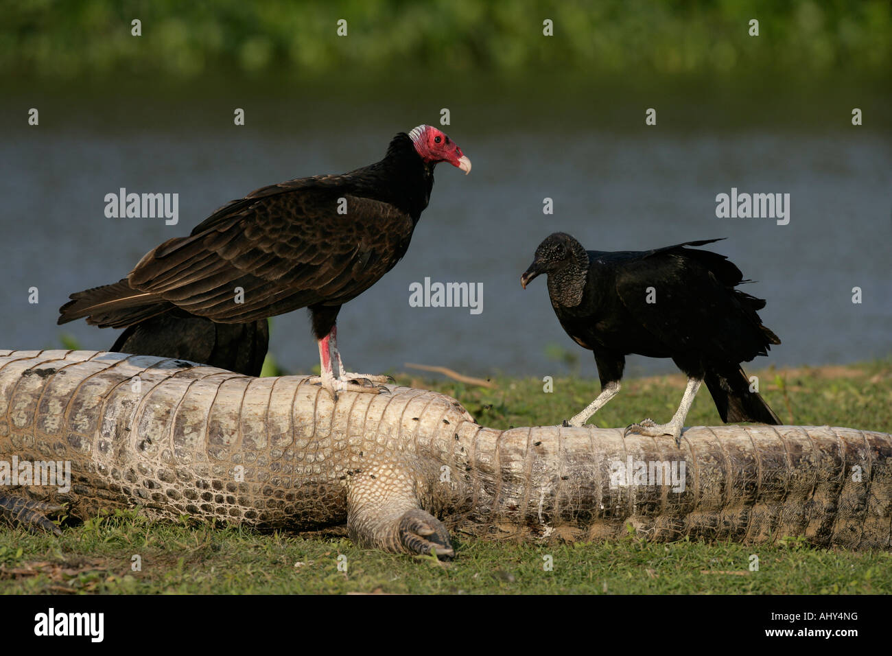 Urubu Cathartes aura le Brésil Le Caiman Banque D'Images