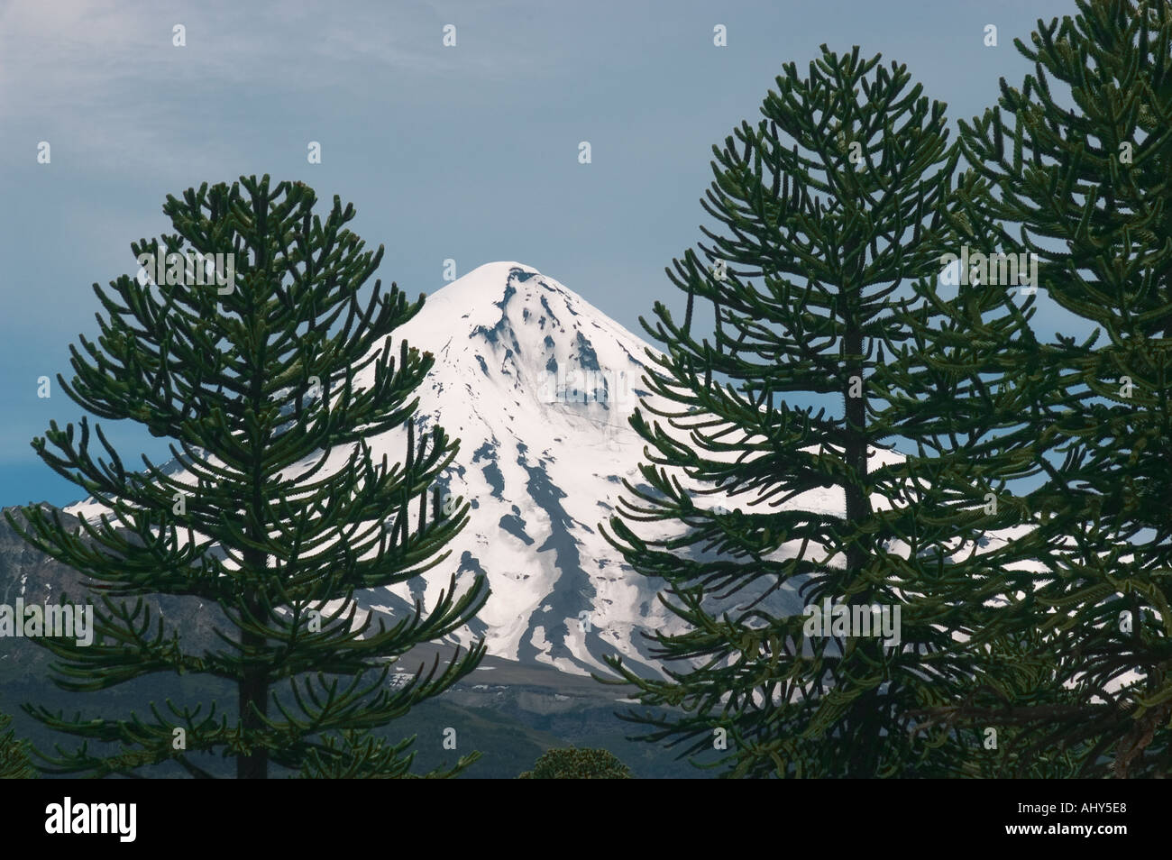 L'ARGENTINE, le Parc National Lanin, Araucaria ( Monkey Puzzle) Arbres Volcan Lanin en arrière-plan Banque D'Images