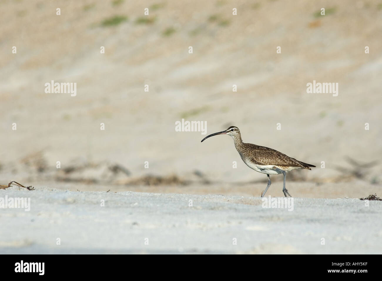 Courlis corlieu (Numenius phaeopus) le long de la plage avec une dune de sable dans le fond Outer Banks de la Caroline du Nord USA Banque D'Images