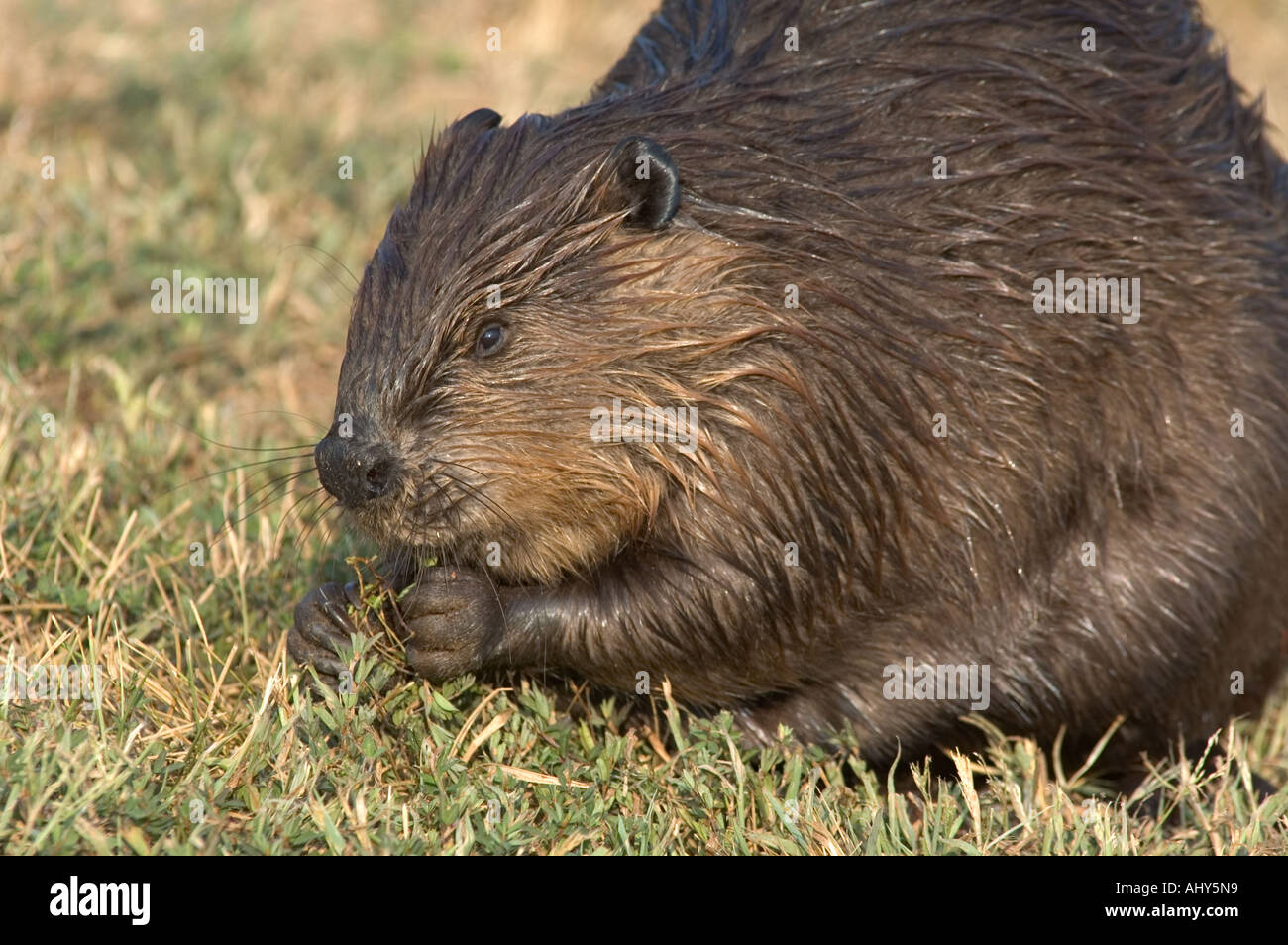 Le Castor Castor canadensis se nourrissant de plantes sauvages dans un parc urbain Virginia USA Banque D'Images