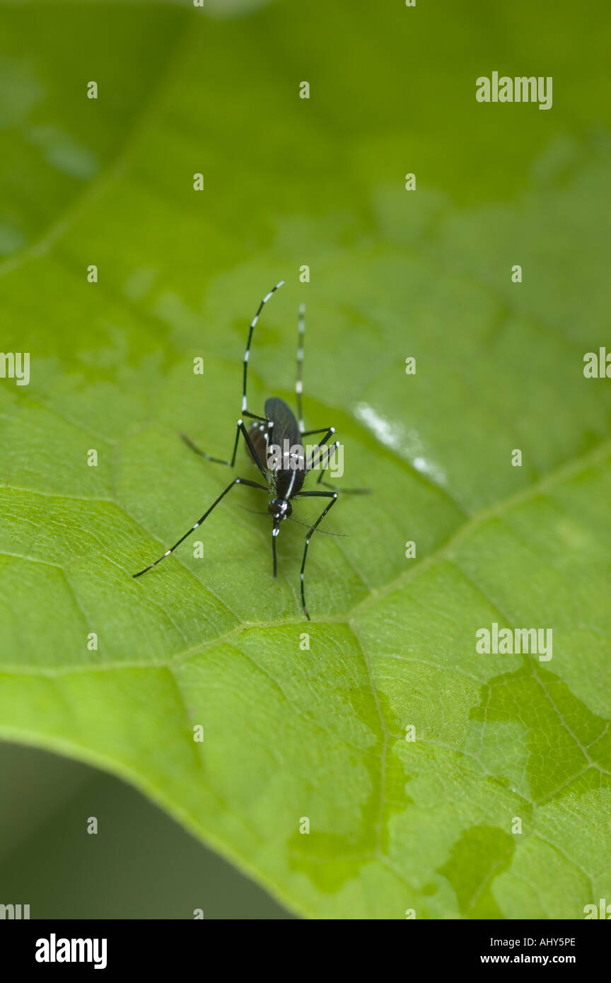 Asian Tiger Mosquito (Aedes albopictus) femelle adulte. Portrait. Banque D'Images