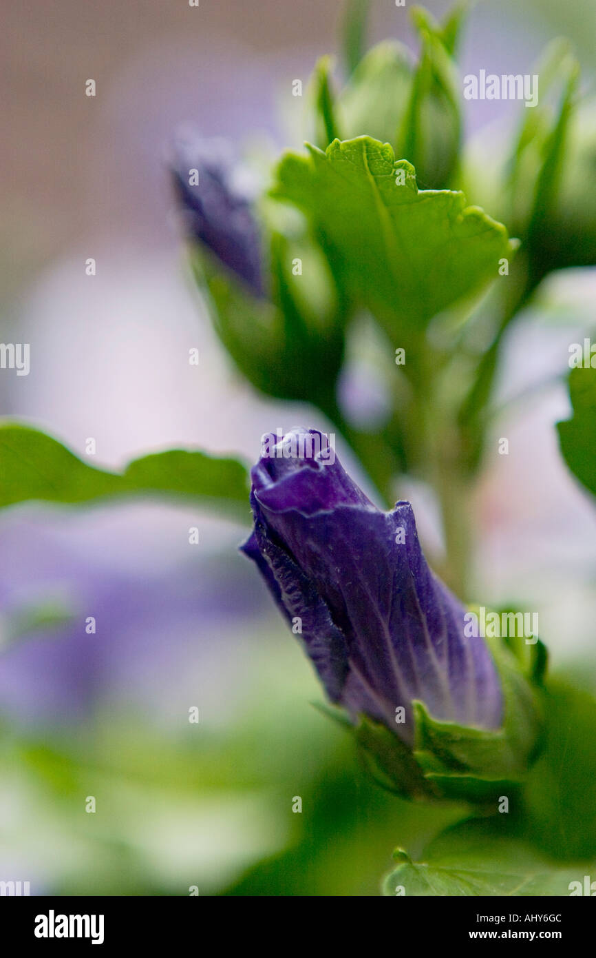 Close up of Hibiscus syriacus Oiseau bleu, également connu sous le nom de Blue Bird Banque D'Images