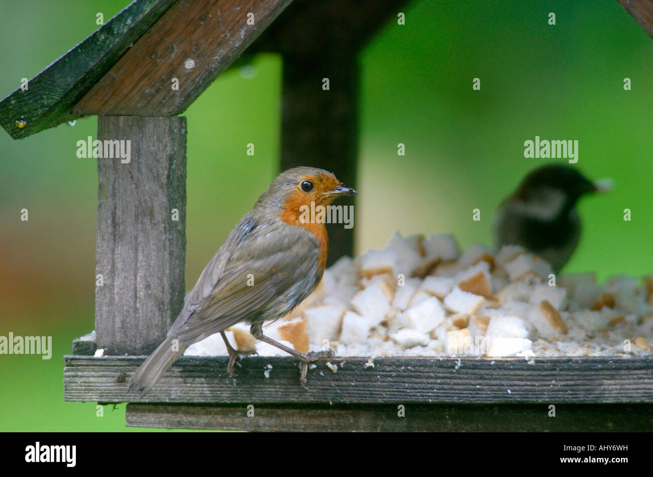 Robin Erithacus rubecula aux abords, oiseau, jardin, table, aliments pour animaux, l'alimentation, la Banque D'Images Robin Erithacus rubecula aux abords, oiseau, jardin, table, aliments pour animaux, l'alimentation, la Banque D'Images
