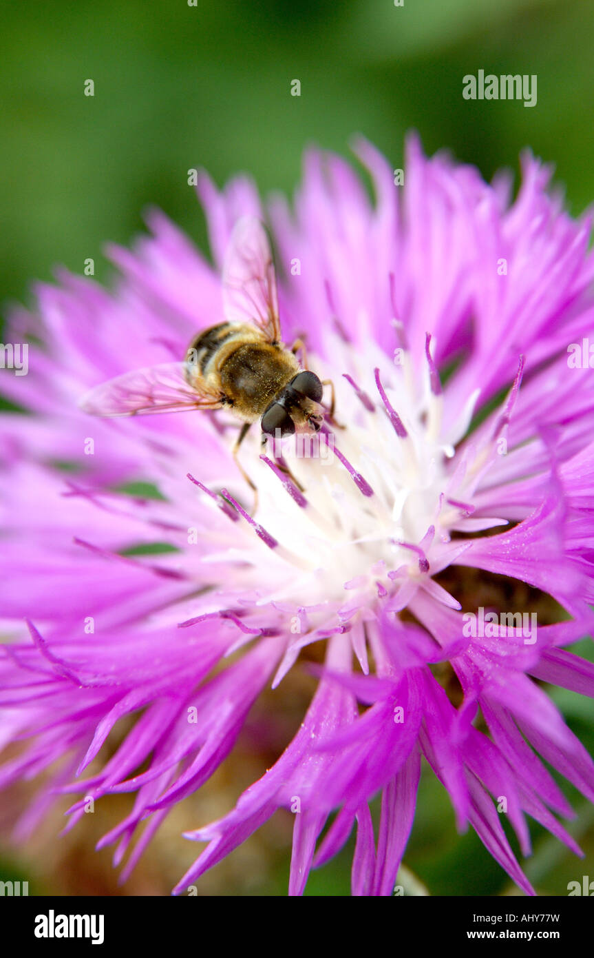 Hover fly la collecte du pollen d'une fleur Banque D'Images